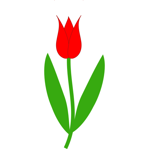 red tulip